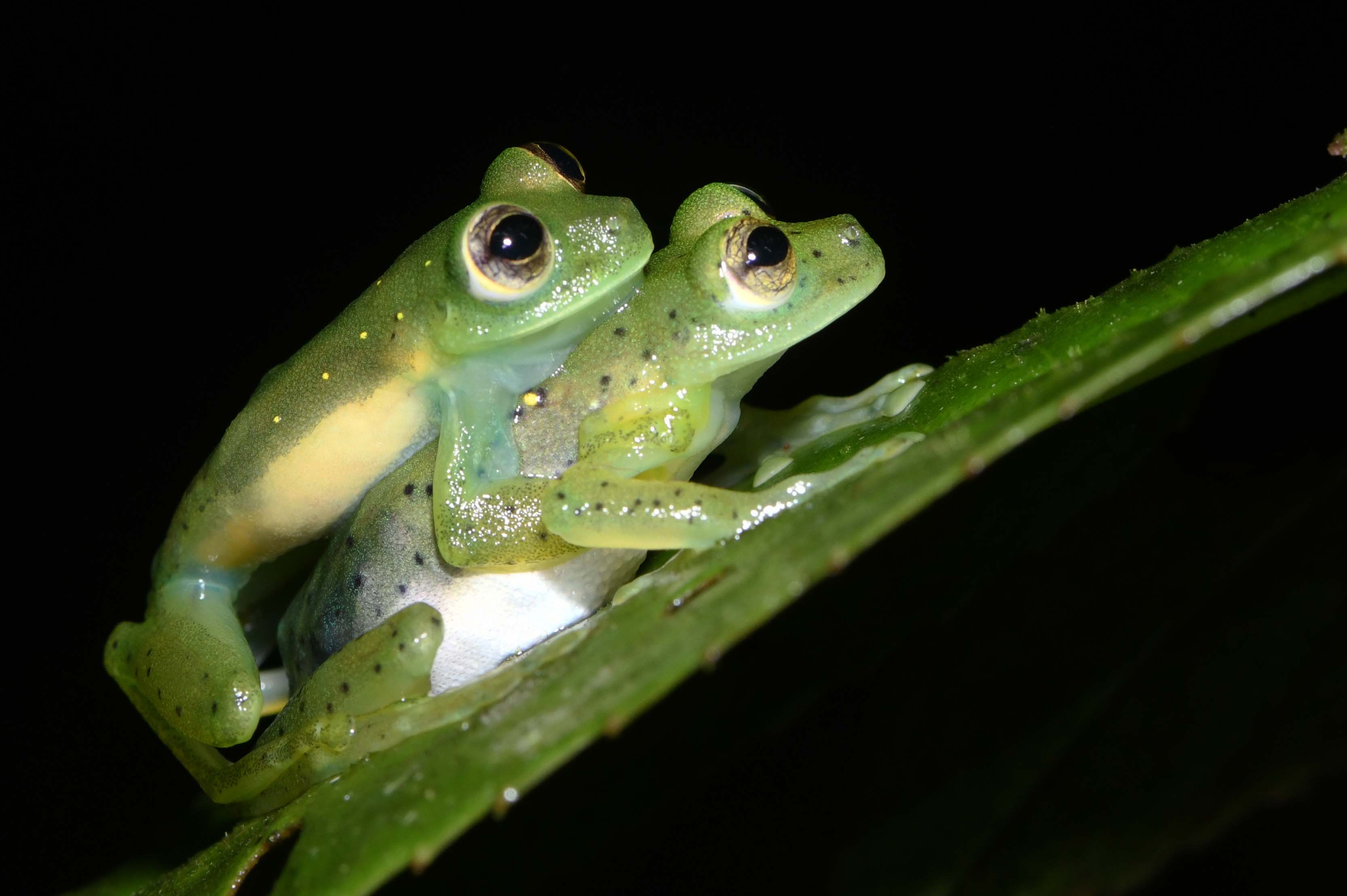 Centrolene savagei amplexus low .jpg